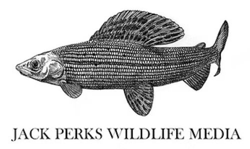 Black and white drawing of a fish. Text reads "Jack Perks Wildlife Media".