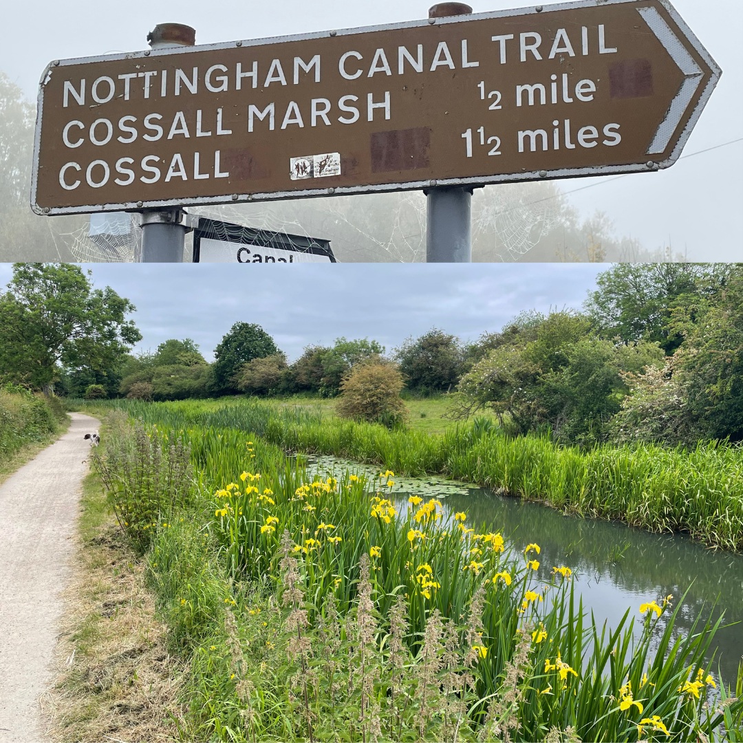 Cossall canal. A dual photo showing a brown canal trail sign at the top, and a view along the canal below