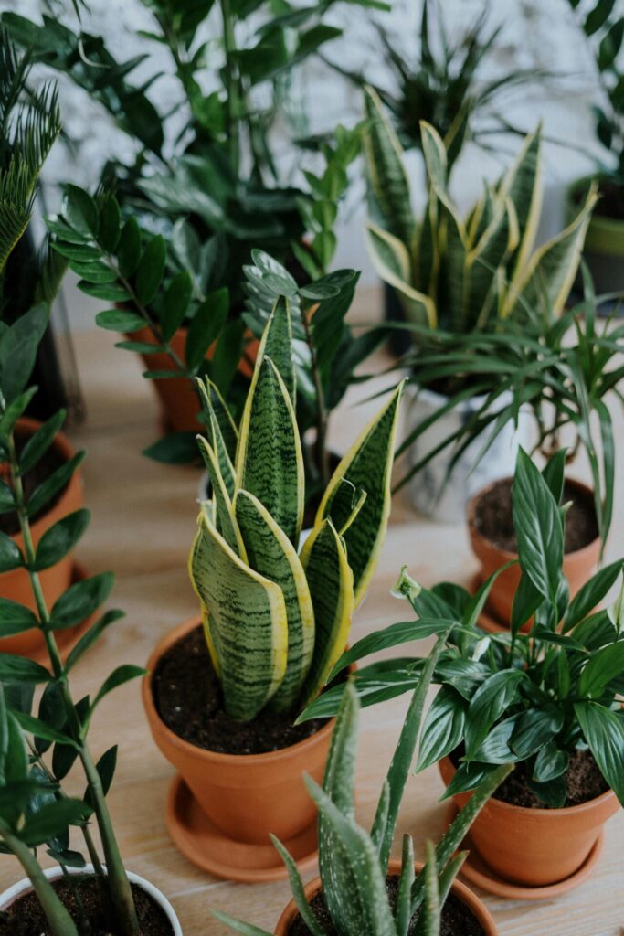 Various green plants in pots