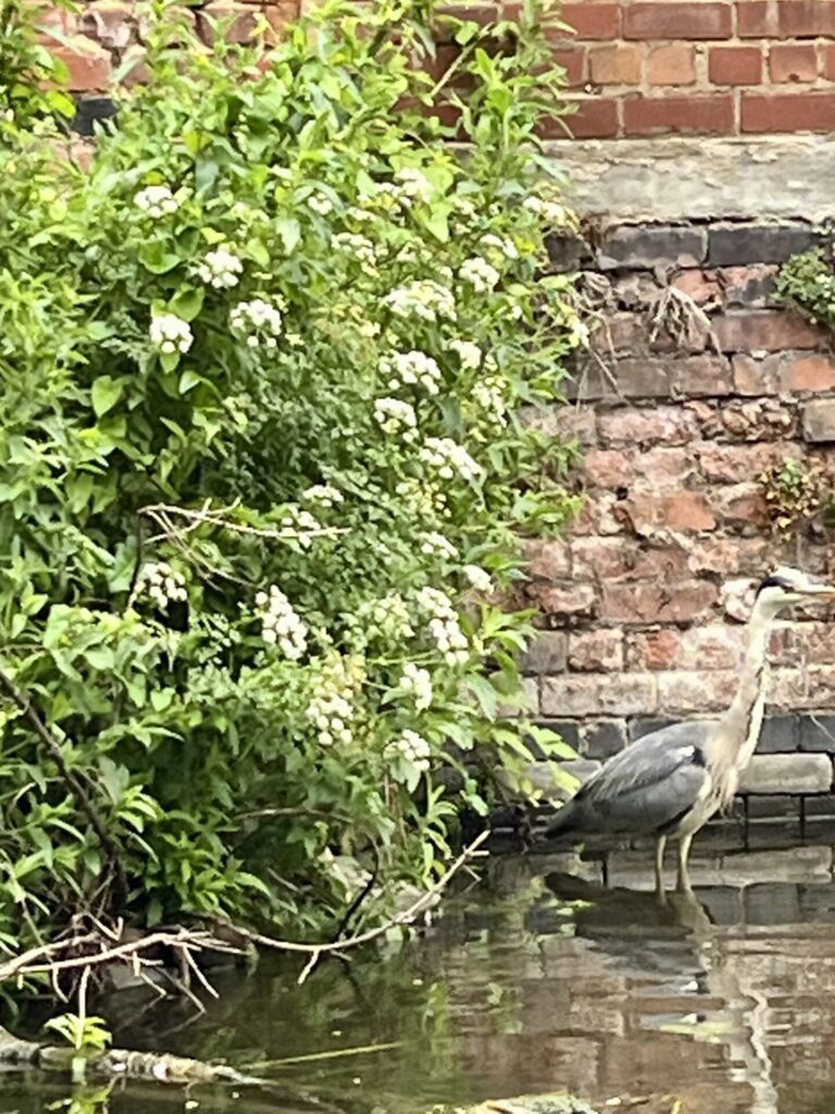 A heron standing in water next to a bush and in front of a brick wall