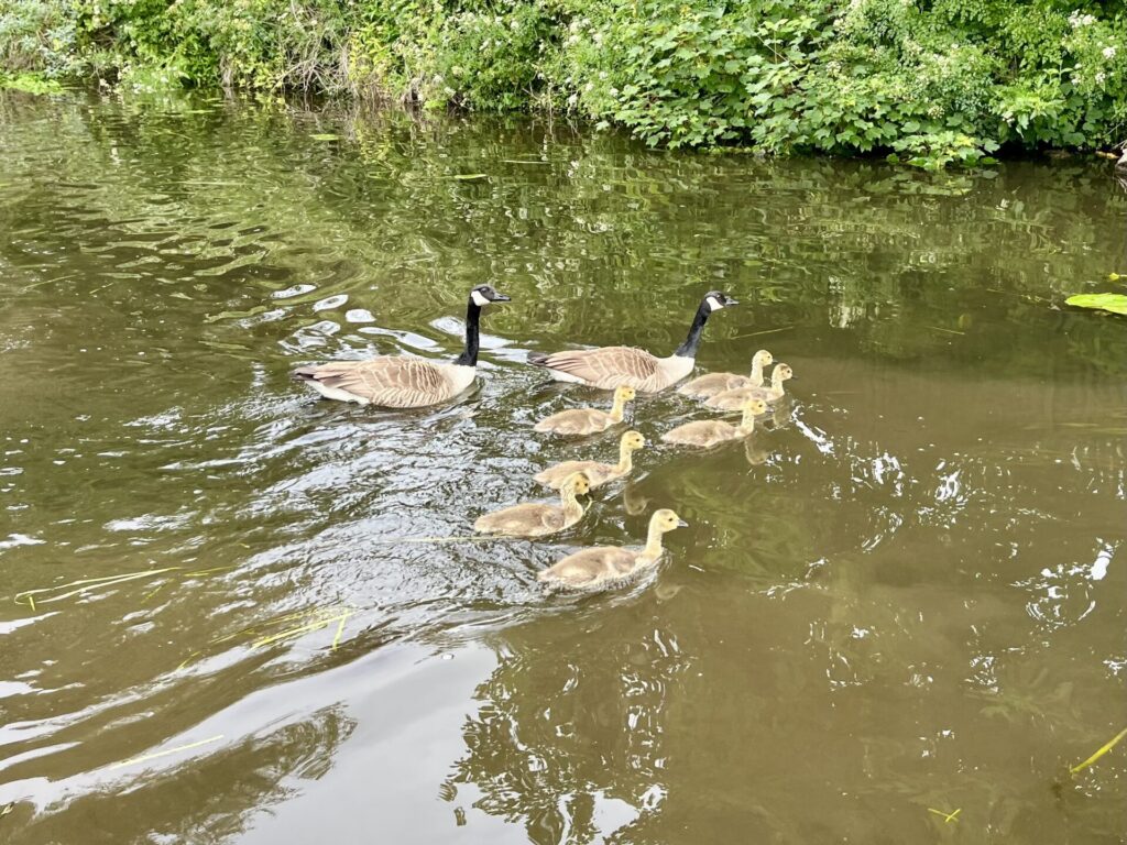 Two Canada geese with seven goslings on the Nottingham canal
