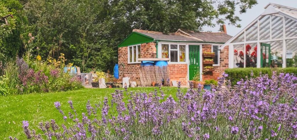 St Anns Allotments, Nottingham, showing garden buildings with a lavender border flowering in the foreground
