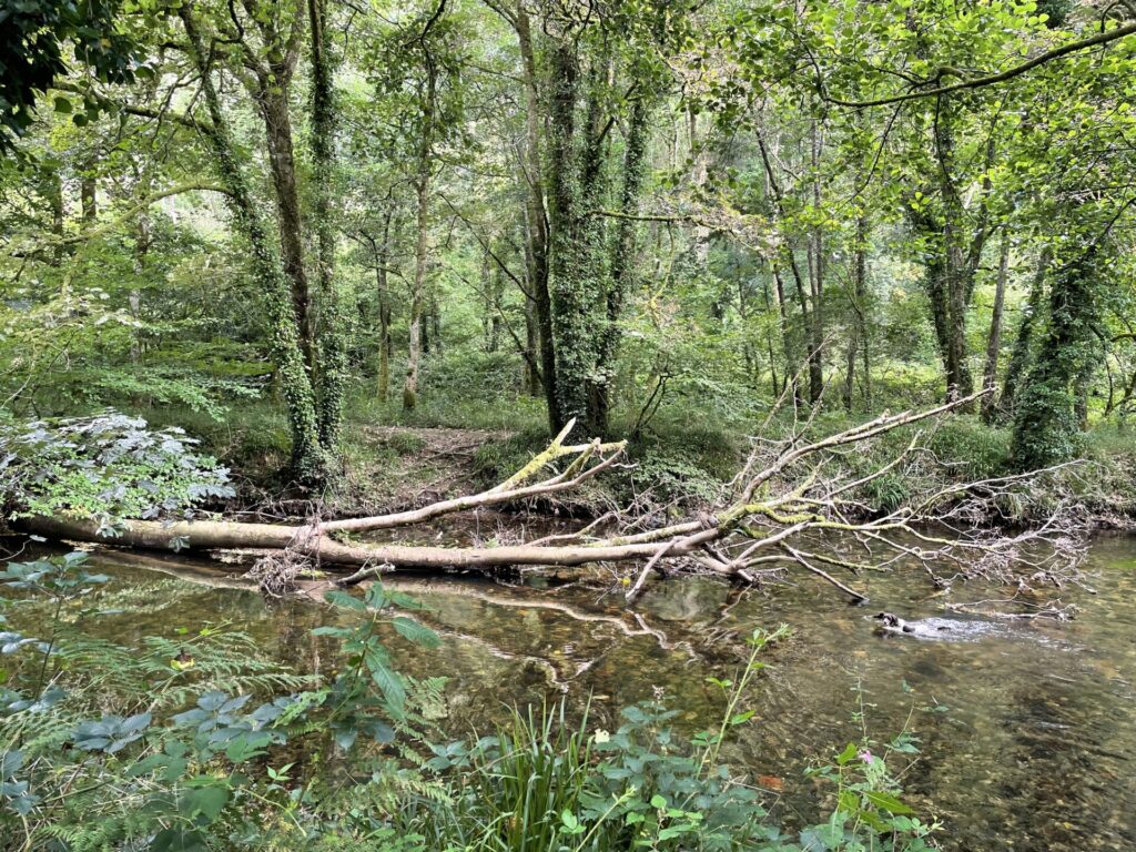 Woodland shot with a fallen tree lying in water.